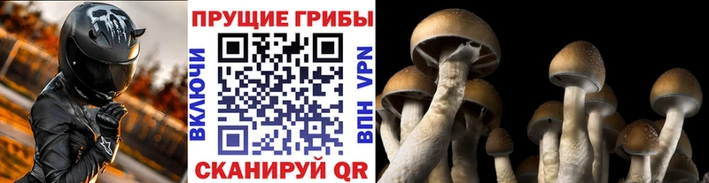 сколько стоит  Калач-на-Дону  ссылка на мегу tor  Псилоцибиновые грибы мицелий 